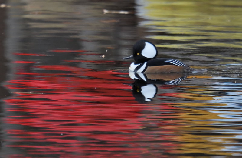 D51_5252.jpg