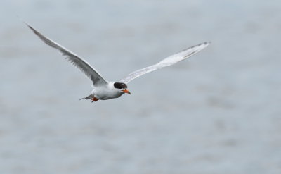 D50_5740.jpg