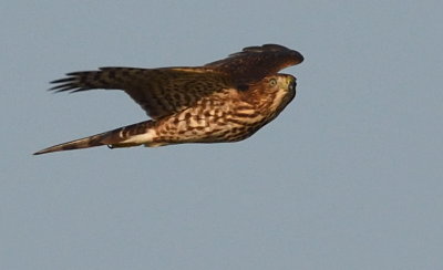 D50_7228.jpg