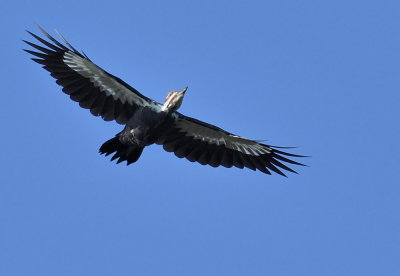 D50_7847.jpg