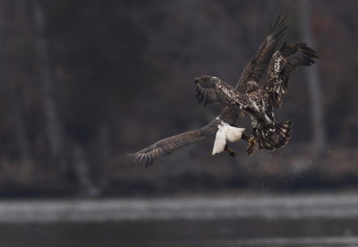 D50_9518.jpg