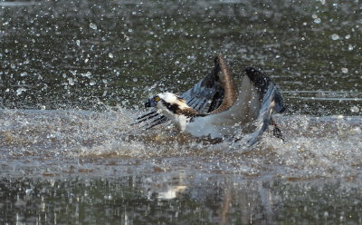 D51_2600.jpg