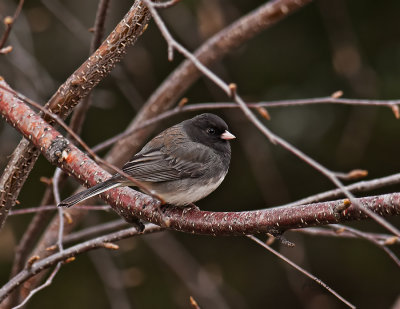 Dark-Eyed-Junco-2017.jpg