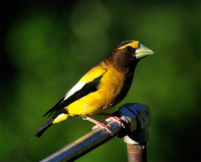 June2018EveningGrosbeak.jpg