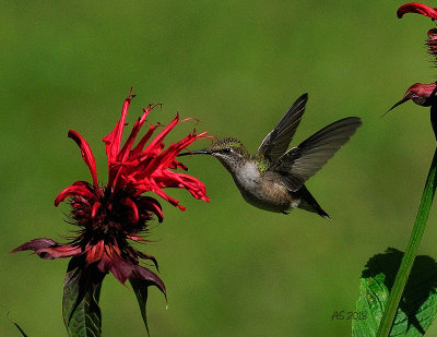 Ruby_Throated_Fledgling.jpg