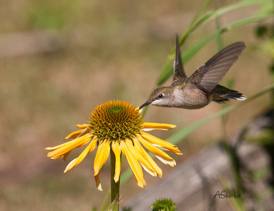 Hummingbird.jpg