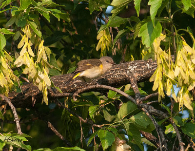 Female or Fledgling American Restart