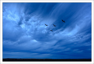 Blue Clouds & White Pelicans After Sunset