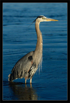 Great Blue Heron: Young Adult