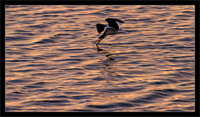 Skimming at Sunset