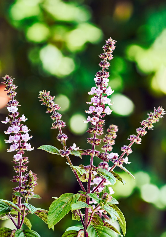 African Blue Basil potted