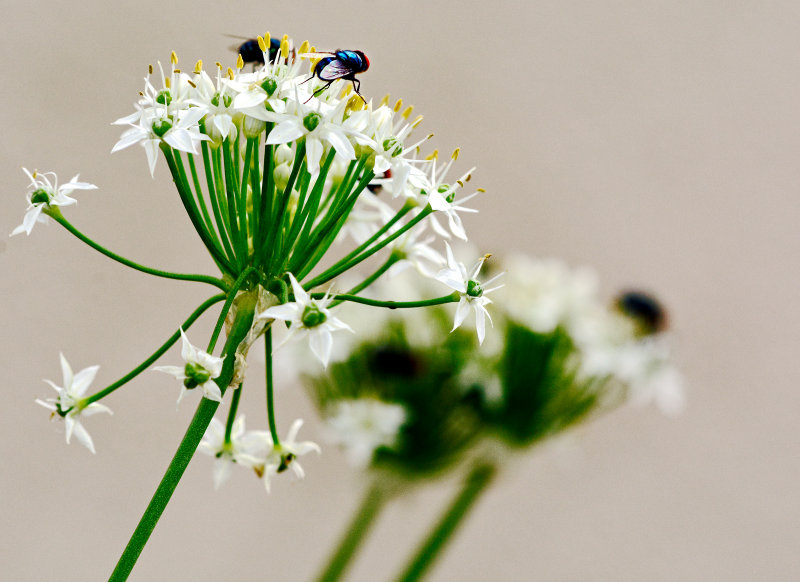 greenbottle blowfly on onion flowers