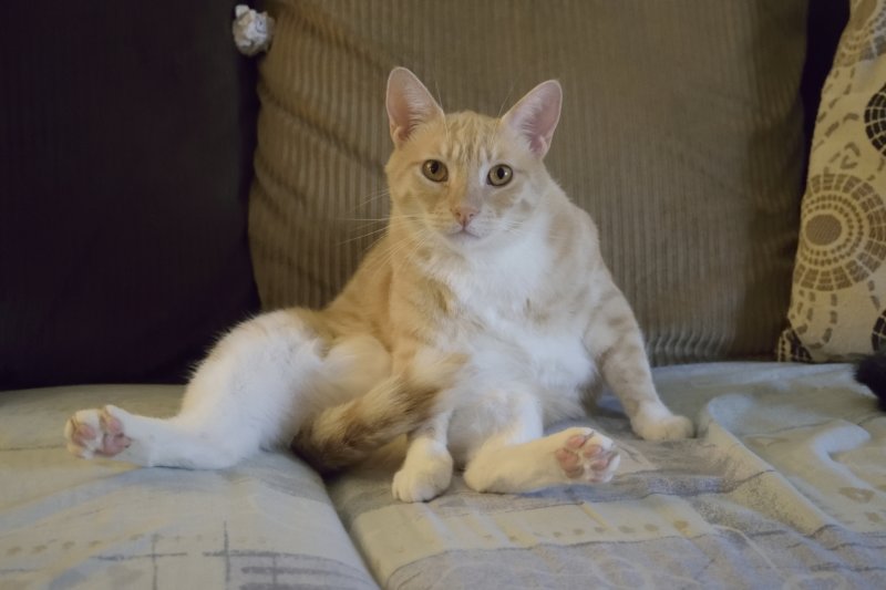 Very Dignified