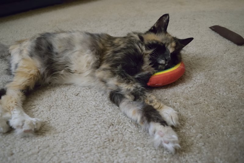 Minni Resting After Lunch