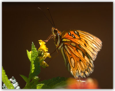 butterfly-back-lit-for-web.jpg