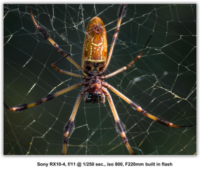 spider-f11-for-web.jpg