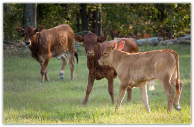 Calves at play