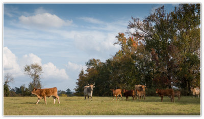 Cattle in pasture Nov 2017