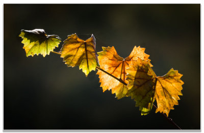 Muscadine Leaves