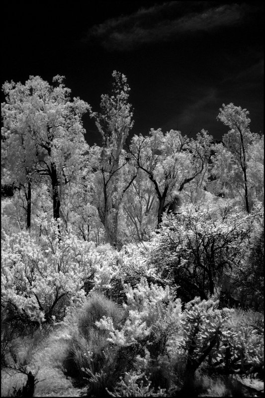 The Arizona Desert