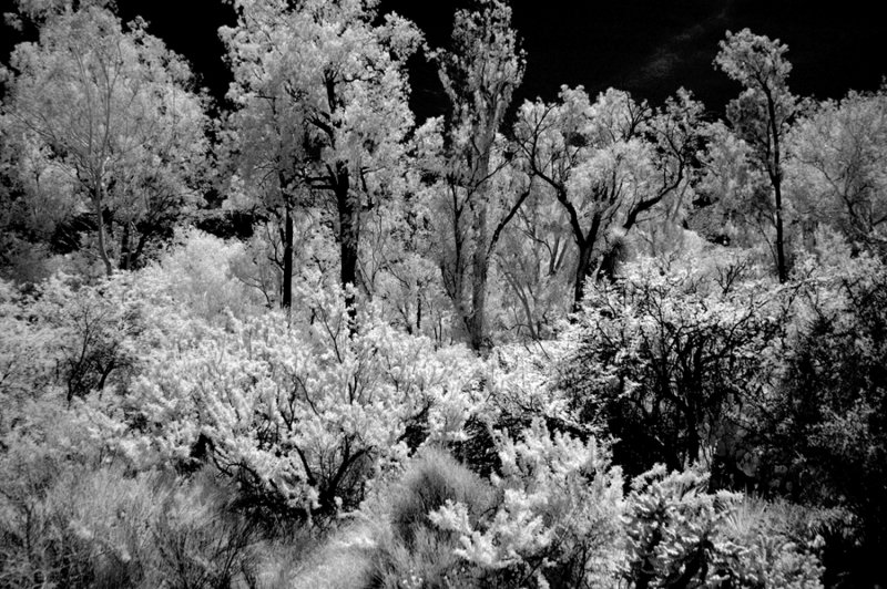 The Arizona Desert