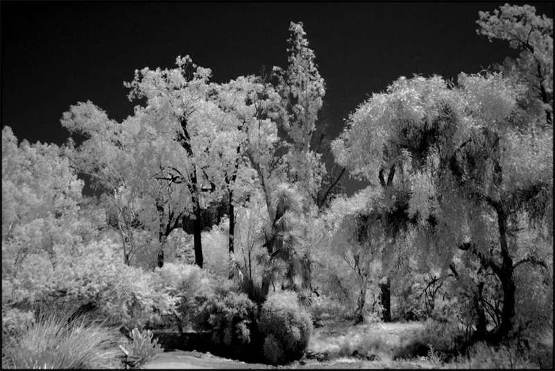 The Arizona Desert