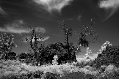 Trees Along the Way Craters of the Moon