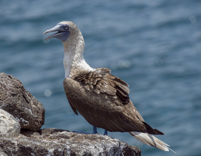 Blue Booby 2