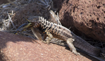Lizard Eating Grasshopper