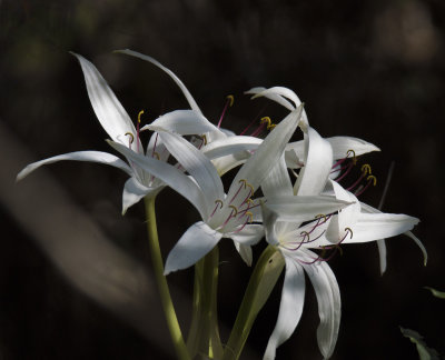 white swamp lily