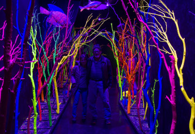 Meow Wolf