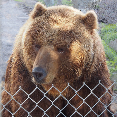 Big Cat Rescue, Grizzly Bear