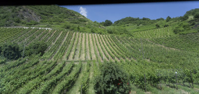 Hillside Vineyards