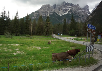 Cows And Mountains 2