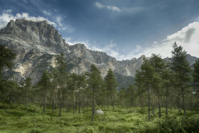 Dolomites and Forest