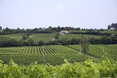  Prosecco Vineyards