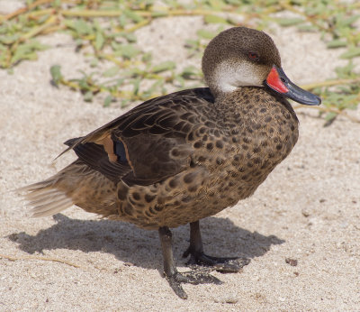 White Cheeked Pintail Duck