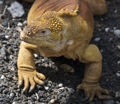 Golden Land Iguana, Galapgos