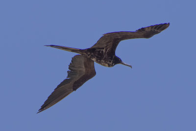 Frigate In Flight