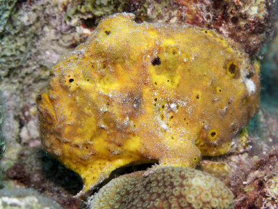 Yellow Frogfish, Side View