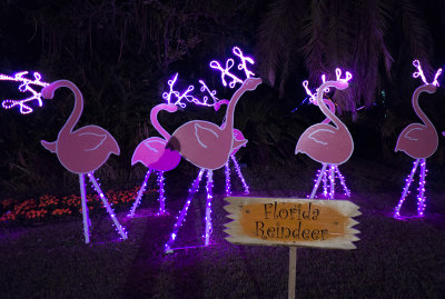  Florida Reindeer Selby Gardens, Sarasota