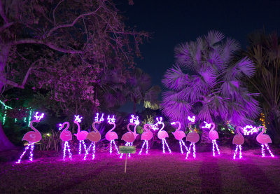  Florida Reindeer 2 Selby Gardens, Sarasota