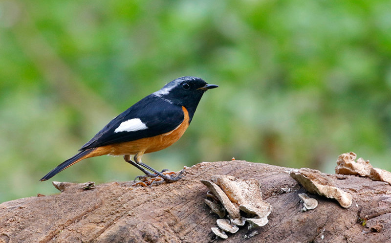 Daurian Redstart