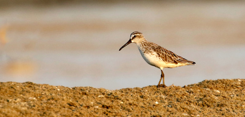 Broad-billed Sandpiper