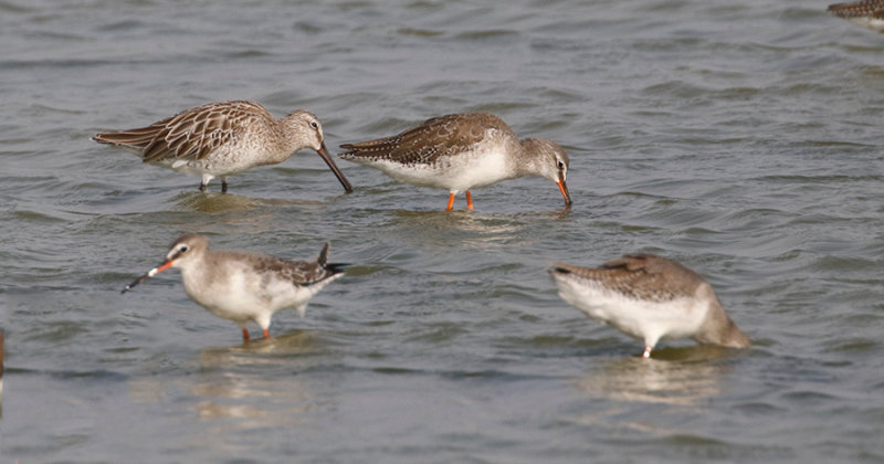 Asian Dowitcher