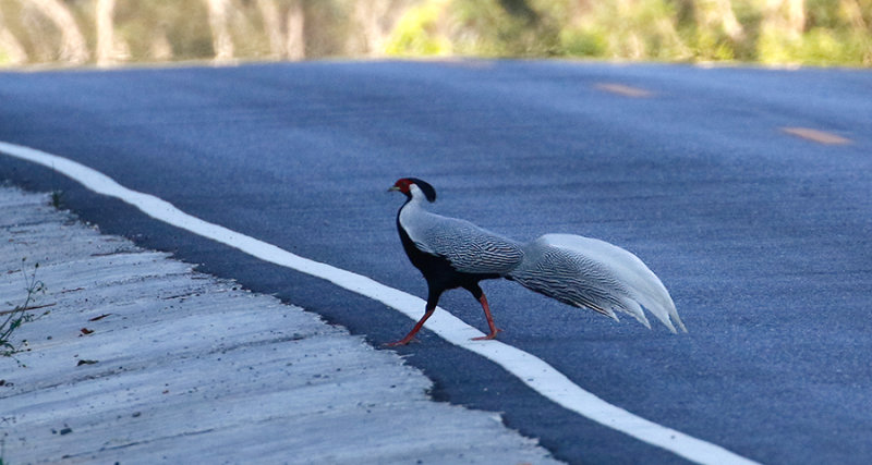 Silver Pheasant