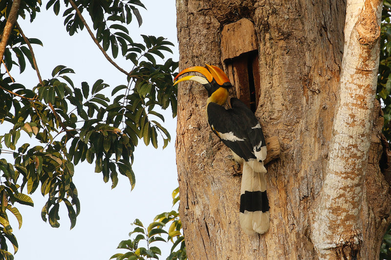 Great Hornbill