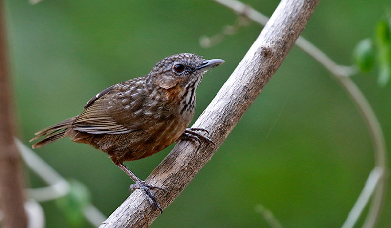 Rufous Limestone Babbler (Limestone Wren Babbler)