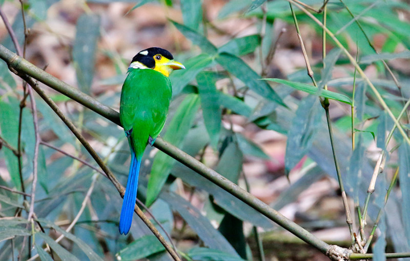 Long-tailed Broadbill