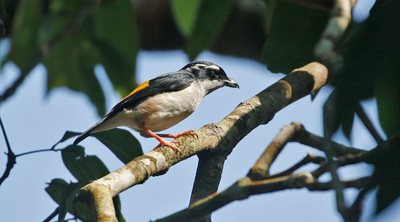 Blyth's Shrike Babbler